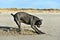 Cane corso italian mastiff four year old  offshore