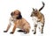 Cane Corso Italiano puppy and kitten breeds Bengal cat