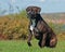 Cane corso male sitting vigilantly