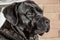 The Cane Corso massive head