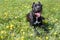 Cane corso puppy is lying in a green grass and looking at the camera. Cane corso italiano or italian mastiff.