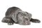 Cane Corso puppy lying on a white background