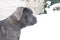 Cane corso puppy near house outdoor profile