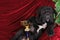 Cane corso puppy portrait with winning gold cup