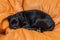 Cane corso puppy sleeping on leather couch