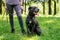 Cane Corso in unloading, in the forest, for a walk.