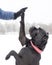 Cane Corso. Young dog plays with its owner.