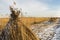 Cane Cultivation Field in Winter Giethoorn