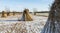 Cane Cultivation in Winter, Giethoorn