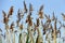 Cane flowers and Eurasian reed warbler bird in blue sky
