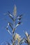 Cane flowers on the river, blue sky