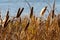 Cane, reed, rush, autumn high grass