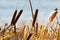 Cane, reed, rush, autumn high grass