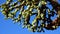 Cane spiny cholla, walkingstick cactus Cylindropuntia spinosior on a background of blue sky. Arizona, USA