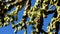 Cane spiny cholla, walkingstick cactus Cylindropuntia spinosior on a background of blue sky. Arizona, USA