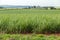 Cane sugar field, Pradopolis. SÃ£o Paulo countryside state