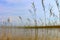 Cane thicket and its reflexion in daylight on the lake Svitiaz, Ukraine. Tranquil summer landscape. Sand under water.