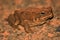 Cane Toad - Australia