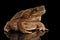 Cane Toad - Bufo marinus, giant neotropical, marine, Black