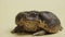 Cane Toad, Bufo marinus, sitting on a beige background in the studio. Rhinella marina or Poisonous toad yeah of petting