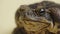Cane Toad, Bufo marinus, sitting on a beige background in the studio. Rhinella marina or Poisonous toad yeah of petting