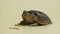 Cane Toad, Bufo marinus, sitting near the larvae on a beige background in the studio. Rhinella marina or Poisonous toad