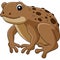 Cane Toad Frog Animal Cartoon Colored Clipart