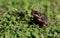 Cane toad in garden lawn