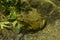 Cane toad,  giant neotropical toad, marine toad Rhinella marina.