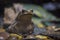 Cane toad giant neotropical toad standing in aquarium in Berlin Germany