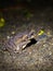 Cane Toad out hunting for food at night, taken in Costa Rica