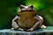 Cane toad, Rhinella marina, big frog from Costa Rica. Face portrait of large amphibian in the nature habitat. Animal in the tropic