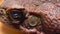 Cane toad Rhinella marina, close-up of a toad`s head