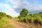 Cane train track - St Kitts