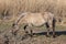 Canebrake with Konik horse in Dutch National Park Oostvaadersplassen