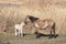 Canebrake with Konik horses in Dutch National Park Oostvaadersplassen