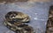 Canebrake Rattlesnake Drawn Back