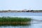 Canebrake of reed on the Ladoga lake with old abandoned fishing boat stuck in the stones on the background