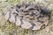 Canebrake Timber Rattlesnake coiled rattling and ready to strike