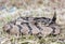 Canebrake Timber Rattlesnake coiled rattling and ready to strike