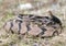 Canebrake Timber Rattlesnake coiled rattling and ready to strike