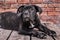 Canecorso black puppy on brick wall background close up