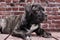 Canecorso black puppy on brick wall background close up