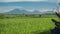 Canggu rice field with Mount Batur volcano in background