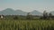 Canggu rice field with Mount Batur volcano in background