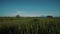 Canggu rice field with Mount Batur volcano in background