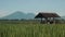 Canggu rice field with Mount Batur volcano in background