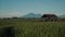 Canggu rice field with Mount Batur volcano in background