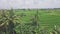 Canggu Rice Fields Panorama Indonesia Aerial 4k