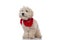 Caniche dog looking at the camera, wearing a red bandana